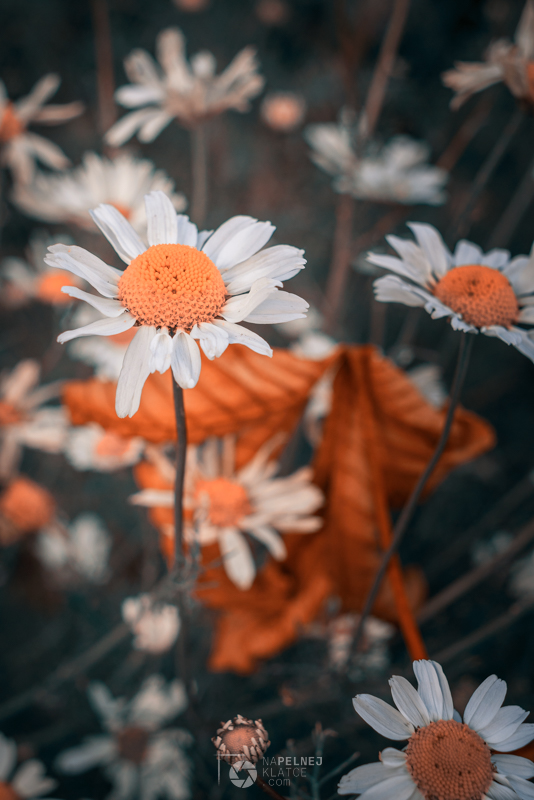 fotografia kwiatów